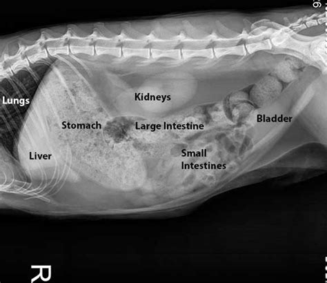 normal abdomen for cats